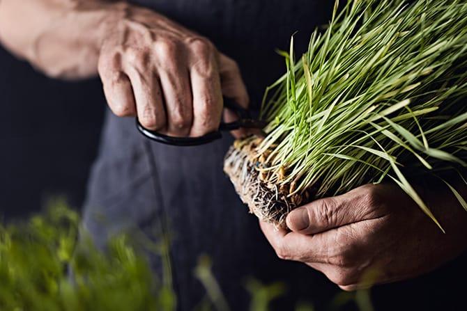 Medicine making Medicine making