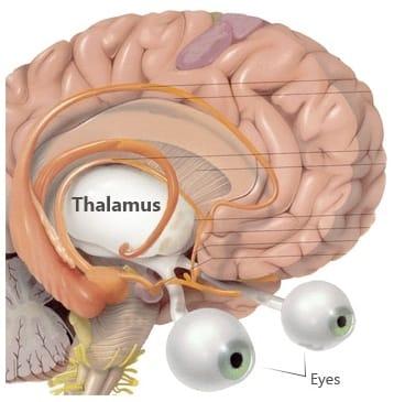 Thalamus