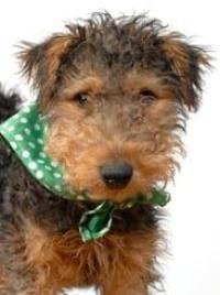 Homeopathy First Aid course for pets & animals