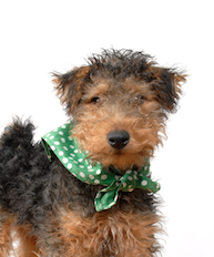 Homeopathy Course for Pets Homeopathy Course for Pets