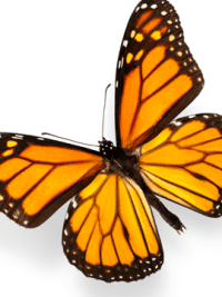 School of Health ethics - butterfly image