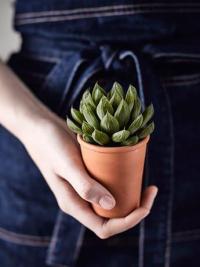 Tibetan & Unani plant in hand