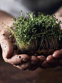 Naturopathy water cress in hands