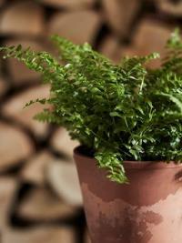 Naturopathy herb in pot