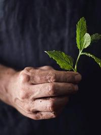 Naturopathy mind leaves