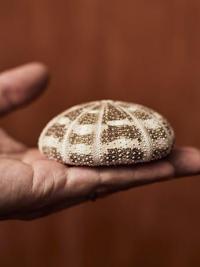 Psychosocial shell in hand