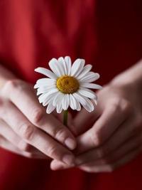 Dentistry and health daisy