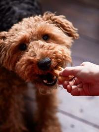 Homeopathy First Aid Twiglet & biscuit