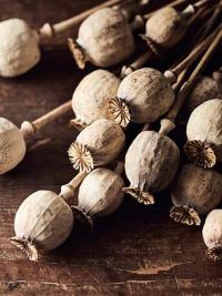 Homeopathy dried poppy heads