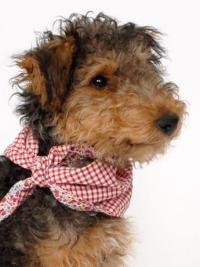 Twiglet in red check scarf