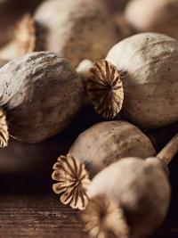 Dried poppy heads