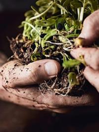 Plant roots in muddy hands