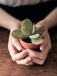 Plant in two hands LR