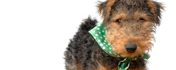 Twiggy, the office dog says hi