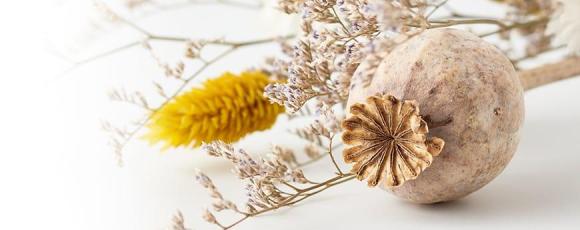 Becoming a homeopath