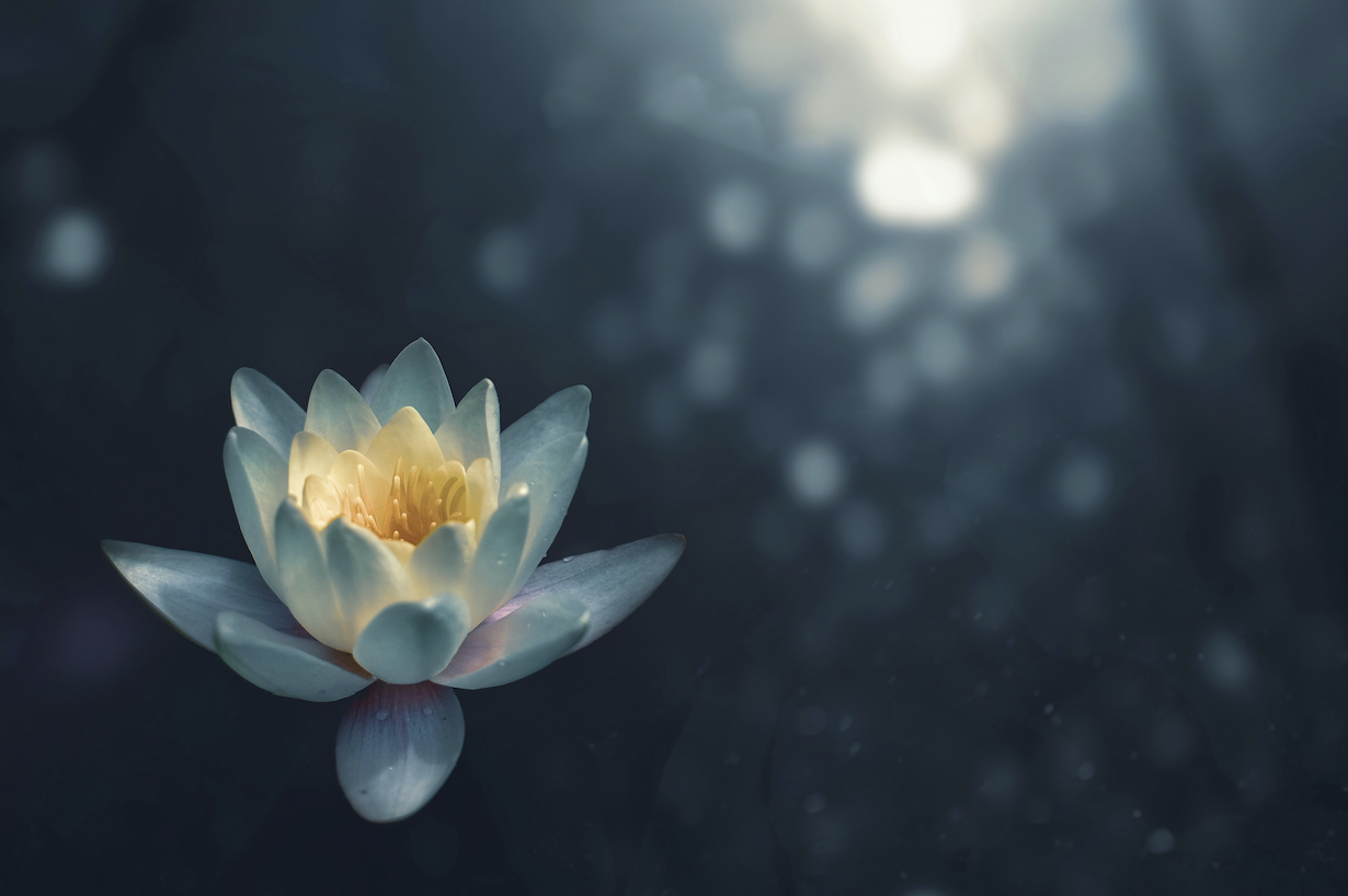 Lotus flower Lotus flower